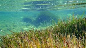 Posidònia-aigua